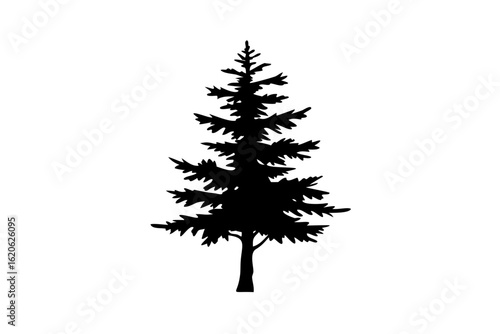 Silhouette of a Desert Redwood Tree on a White Background