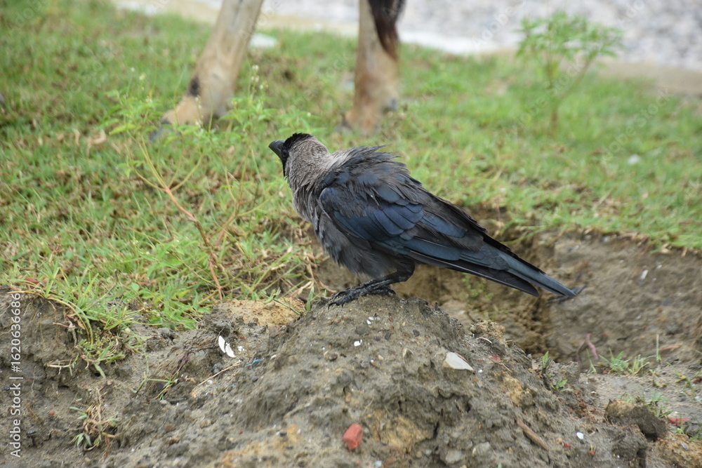 Fototapeta premium A crow stands on a muddy hillock next to a grazing cow.