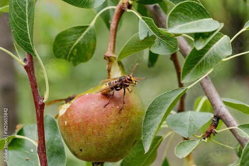 European hornet, Vespa crabro, eating pear