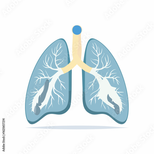 Anatomical illustration of human lungs and respiratory system.