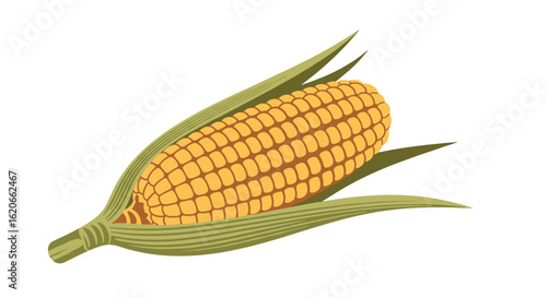 Golden Kernels Abound On Ear Of Freshly Harvested Maize