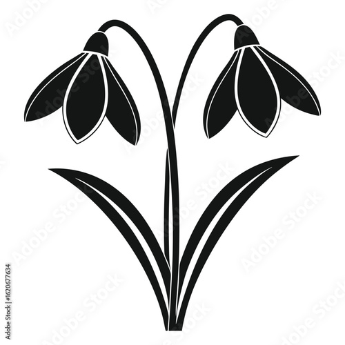 Black silhouette of two snowdrop flowers with leaves white