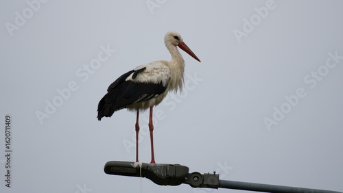 White stork standing on a street lamp, looking miserable and weary of the wet summer