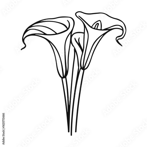 lily flower isolated on white