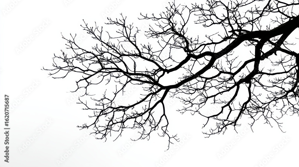 Obraz premium Bare tree branches reaching into white sky