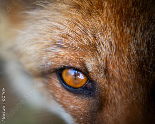 close up of a fox