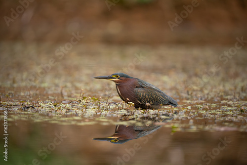Canvas Print great blue heron