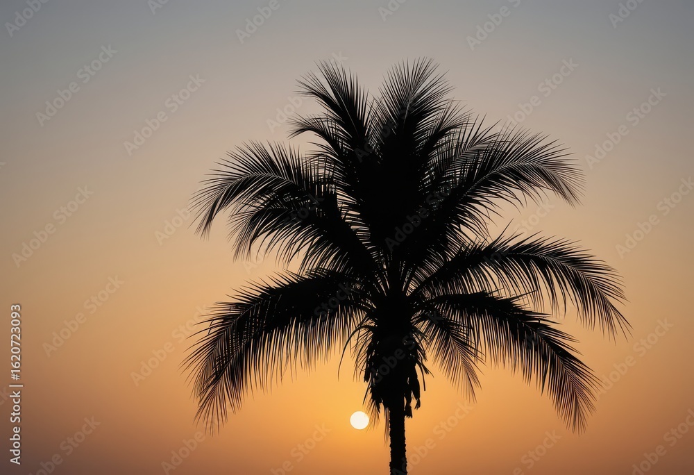 Fototapeta premium Close up tropical palm tree silhouette against sunset sky