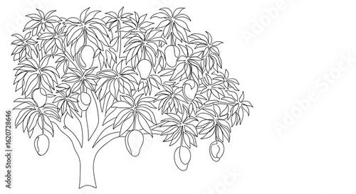Mango tree illustration with branches and fruits in line art style  