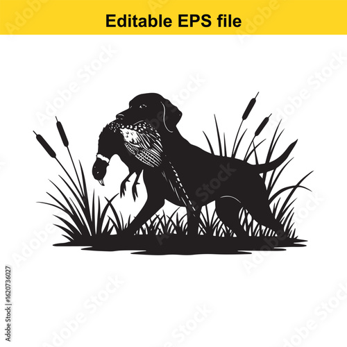 Vector art of black labrador retriever dog carrying a pheasant in its mouth