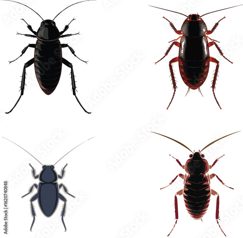 Realistic Cockroach Silhouette | Aggressive Insect Vector Design.