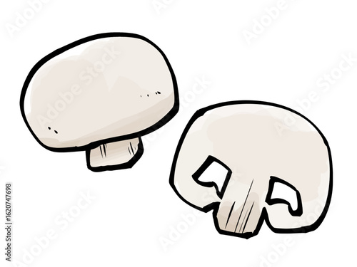 筆 マッシュルーム キノコ ツクリタケ 断面