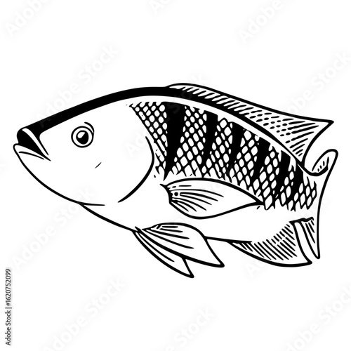 Tilapia fish isolated on white background