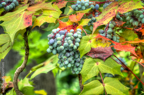 Beale's Barberry Berries at Hendricks Park Native Garden in Eugene Oregon