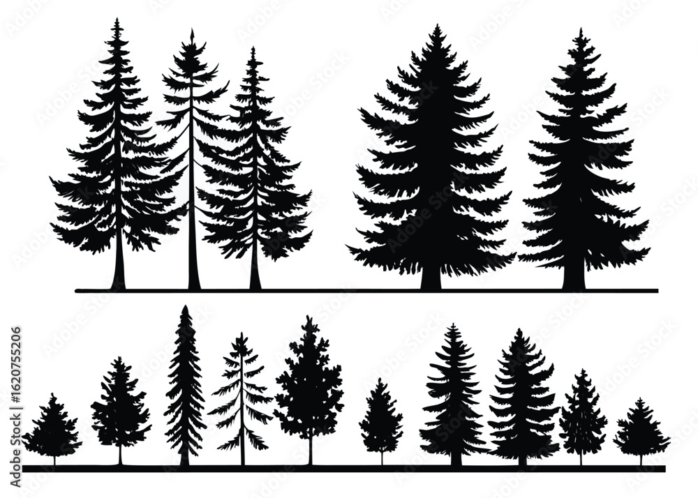 Obraz premium Silhouettes of Pine Trees and Evergreen Trees in Two Rows on White Background conifer forest