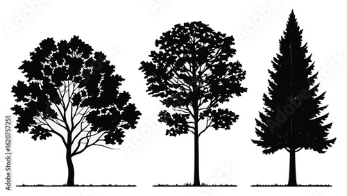Three Diverse Tree Silhouettes with Foliage and Grass on White Background trees deciduous trees