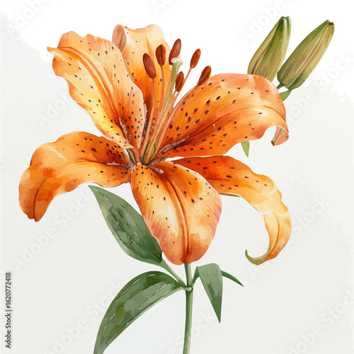 Glory Lily Flower, watercolor vector, isolated on a white background.