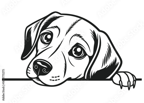 Black and white illustration of a beagle dog peeking over a line with its paw visible puppy canine