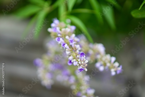 Wallpaper Mural Flowers in the Park Torontodigital.ca