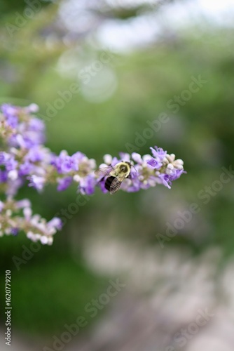 Wallpaper Mural Flowers in the Park Torontodigital.ca