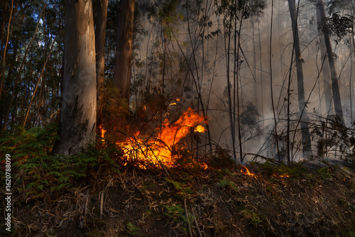 Eucalyptus and oak trees burn in a wildfire in a forest in Galicia, Spain.