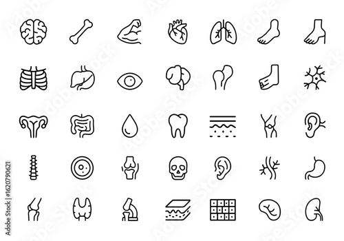 human anatomy Outline icon set with editable stroke. Vector linear illustration featuring body parts like brain, bone, muscle, organ, skeleton, medical system, health care, joint and more.