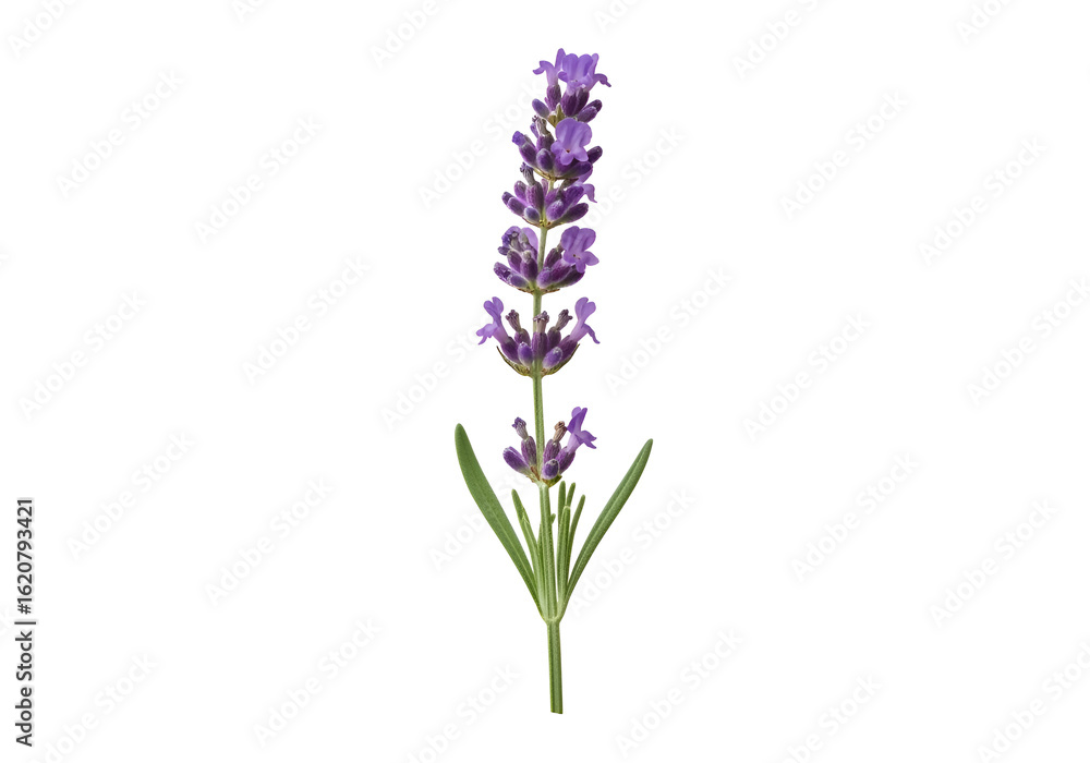 Close-up of a vibrant lavender flower stem. Close-up of a vibrant lavender flower stem.