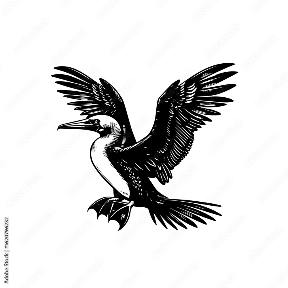 Fototapeta premium Illustration of a blue footed booby isolated on white background