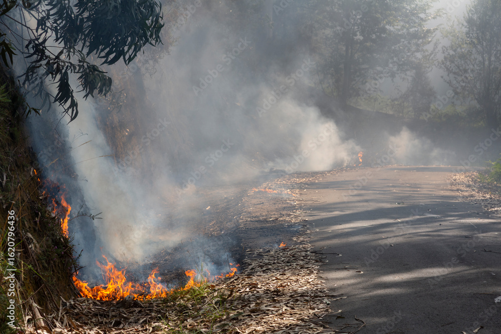 Fototapeta premium A forest fire in a eucalyptus and oak forest reaches the road, burning eucalyptus leaves in Meaño, Galicia.