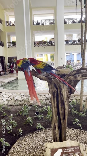 Pair of Scarlet Macaws in a Grand Resort Atrium