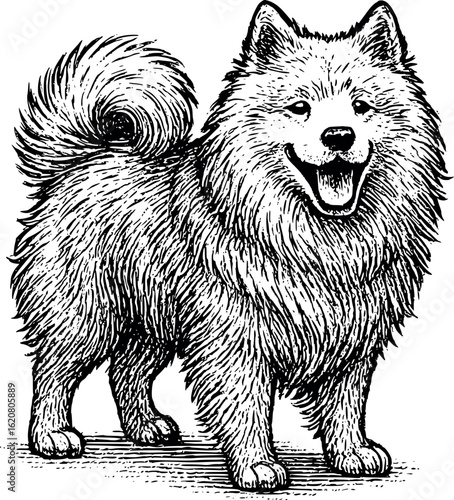 Scratch-style samoyed with open-mouthed smile and rich, fluffy coat, vintage detailed style, vector-friendly, isolated on white