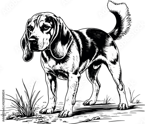 Engraved beagle sniffing ground with long ears hanging and curved back, line-dense shading, vector-friendly, isolated on white