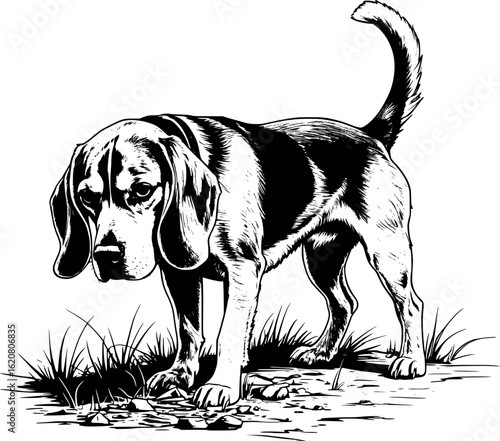 Engraved beagle sniffing ground with long ears hanging and curved back, line-dense shading, vector-friendly, isolated on white