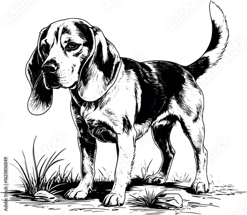 Engraved beagle sniffing ground with long ears hanging and curved back, line-dense shading, vector-friendly, isolated on white