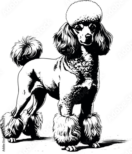 Engraving of poodle standing proudly in show cut, detailed curls with dense cross-hatching, vector-friendly, isolated on white