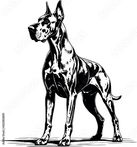 Great dane in regal pose with long limbs and deep shadows in coat folds, traditional engraving lines, vector-friendly, isolated on white