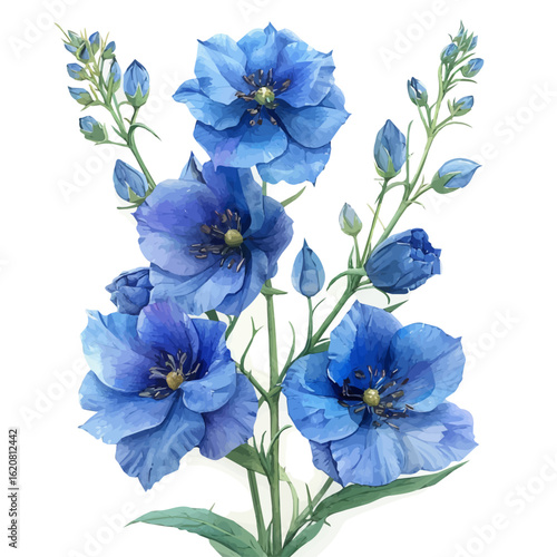 watercolor of Delphinium Flower, vector, isolated on a white background.