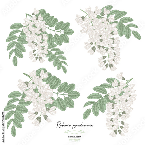 White acacia flowers and leaves set. Robinia pseudoacacia tree. Vector illustration botanical.