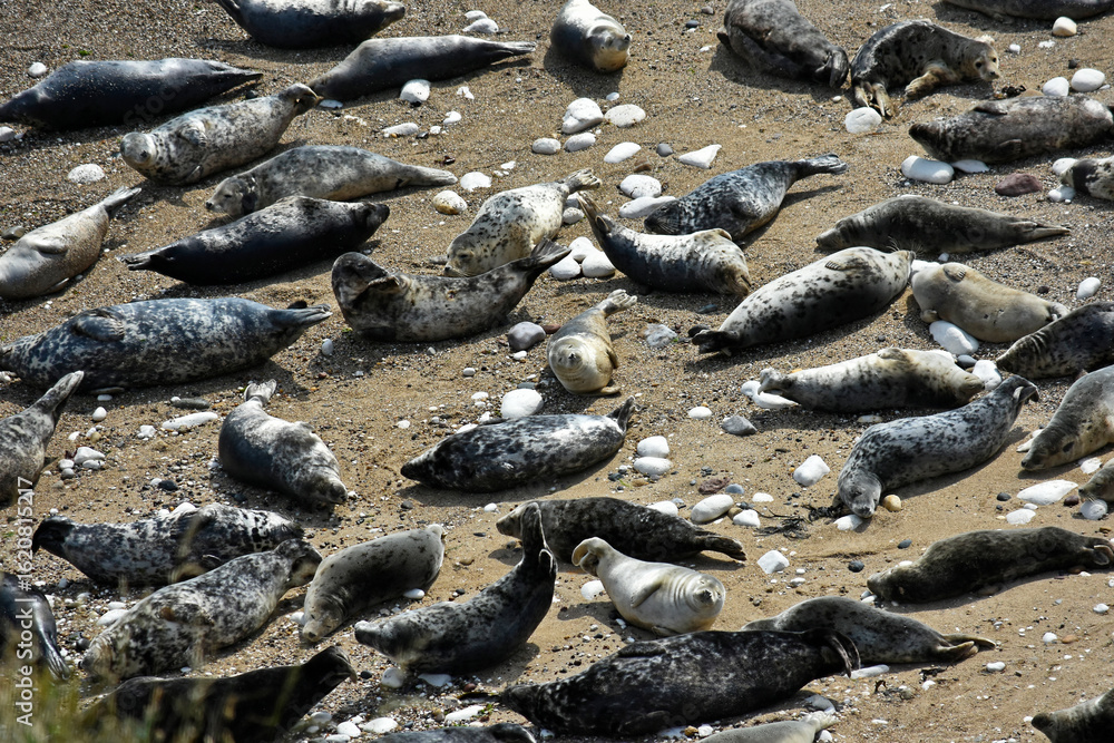 Obraz premium A herd of seals at Flamborough, UK