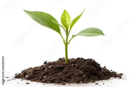 Wallpaper Mural A young green plant sprouting from soil on a white background Torontodigital.ca