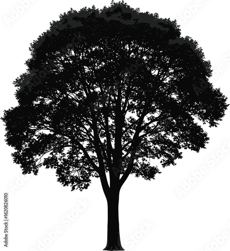 Detailed Tree Silhouette, Black Vector Illustration of a Single Oak, Maple or Elm for Nature, Environment, and Ecology.