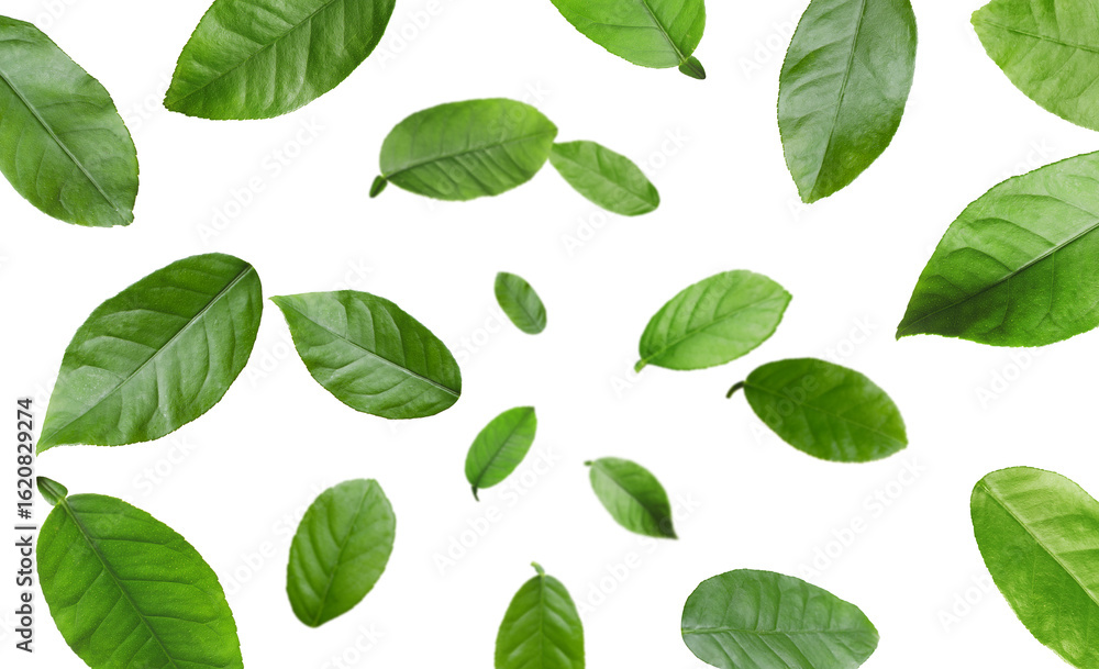 Citrus plant leaves in air against white background