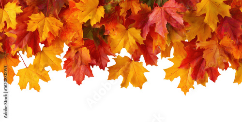 Fototapeta Naklejka Na Ścianę i Meble -  Colorful autumn maple leaves arranged in horizontal border isolated on transparent background
