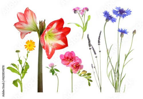 Different beautiful flowers isolated on white, set