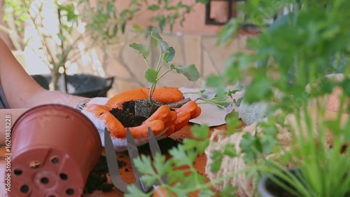 Gloved hands holding a broccoli seedling. A table with seedlings, squash, tomatoes, and other vegetables.