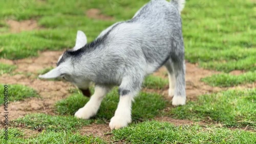 Adorable Baby Goat Grazing Peacefully on Green Meadow