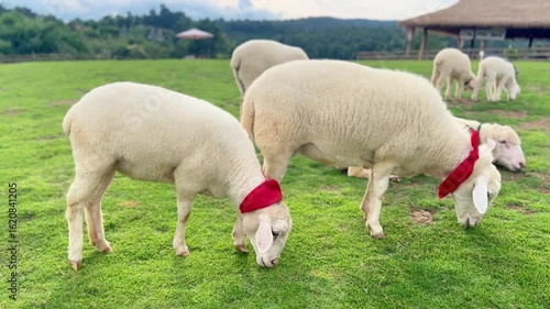 Group of Farm Sheep Grazing on a Green Foothill Meadow