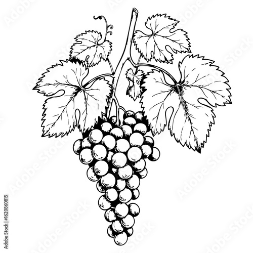Vintage sketch of a grapevine with clusters of grapes and leaves  