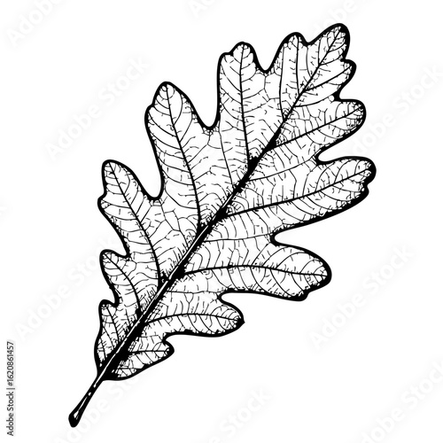 Oak leaf sketch in vintage style showing intricate details  