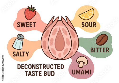 deconstructed taste bud showing sweet sour salty bitter and umami flavors biology illustration